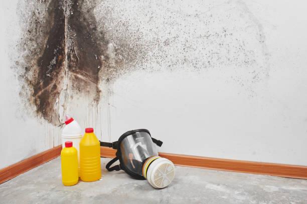Best Best Mold Removal Companies  in Parachute, CO