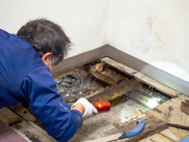 Best Mold Remediation  in Parachute, CO