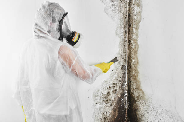 Best Home Mold Removal  in Parachute, CO