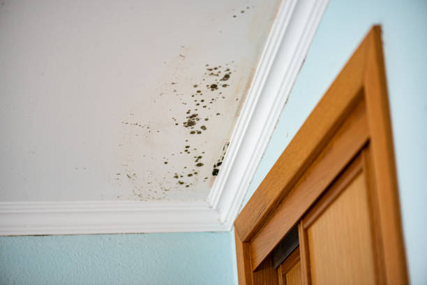 Best Fast Mold Removal  in Parachute, CO