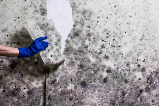 Best Mold Damage Repair  in Parachute, CO